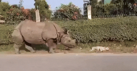 cuteanimalland giphyupload GIF