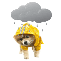 rainy day dog Sticker by MISO PUP