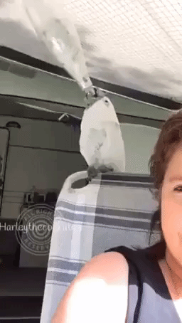 Headbanging Cockatoo Rocks Out With Bottle