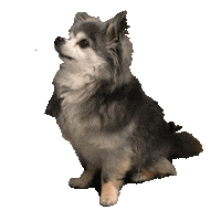 Happy Dogs Sticker by Mediaplus Austria