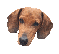 dachshund doxie Sticker by beangoods