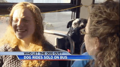 dog bus GIF