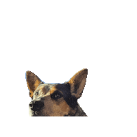 Star Wars Sticker by Geekster Pets