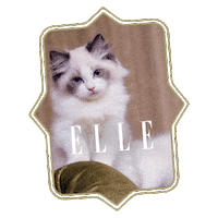 Kitten Sticker by ELLE