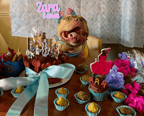 Birthday Zara GIF by tiadessacasapet