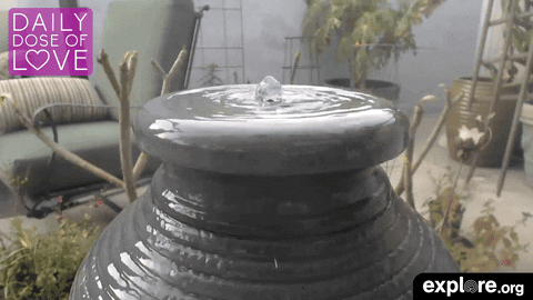 bird GIF by explore.org