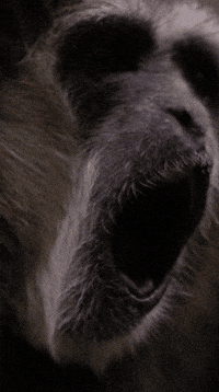 Scream Smile GIF by Valley Zoo Development Society