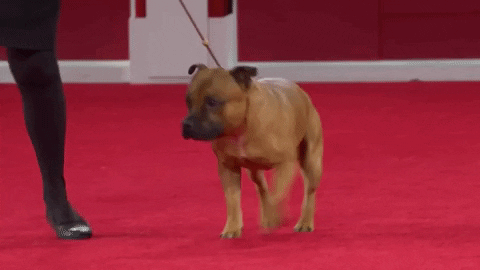 Happy Here We Go GIF by American Kennel Club