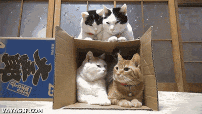 cats box GIF