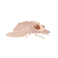 andrawya alert insect moth alerted Sticker