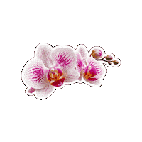 Beauty Flower Sticker by Fresa Creativa