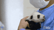 panda GIF by Nat Geo Wild 