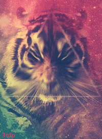 tiger GIF