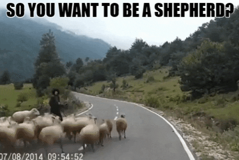 darob-giphy giphygifmaker giphyattribution shepherd pastor sheep GIF