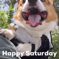 Dog Corgi GIF