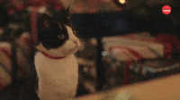 Cat Questions: Christmas