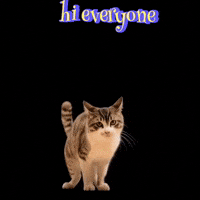 Cat Hello GIF