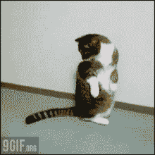cat rolling GIF