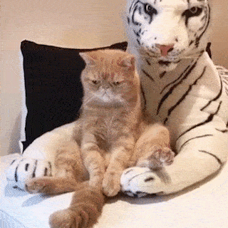 cuteanimalland giphyupload GIF