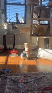 Orange Ball GIF