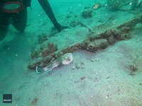 That's My Spot! Stargazer Fish Makes Swift Exit in Battle for Hiding Place