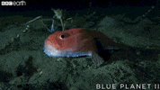 Blue Planet Ocean GIF by BBC Earth
