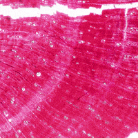 Art Pink GIF by La Guarimba Film Festival