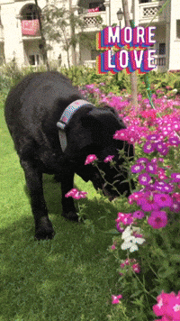 Dog Love GIF by Rashmi Chadha