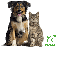 Gatos Perros Sticker by Partido Animalista PACMA