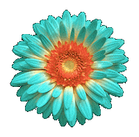 Gerbera Sticker by Jardín de las Delicias Festival