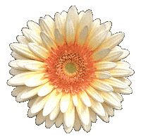 Gerbera Sticker by Jardín de las Delicias Festival