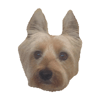 yorkie STICKER by imoji