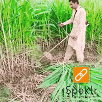 Garden Grass GIF by Spektr