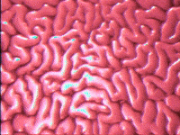 Skarmuse magic vhs sunglasses brain GIF