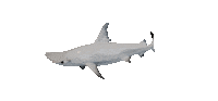 Shake It Shark Sticker by Zacxophone
