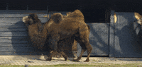 GIF by Planckendael