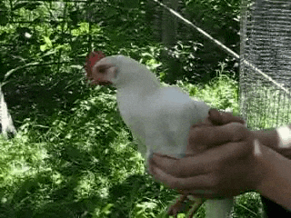 giphy.gif
