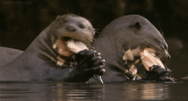 secrets of our living planet otter GIF by Head Like an Orange