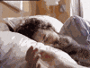 Good Morning Kiss GIF