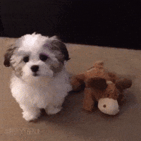 Doggy Picks Out His Best Friend