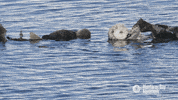 sea otter love GIF by Monterey Bay Aquarium