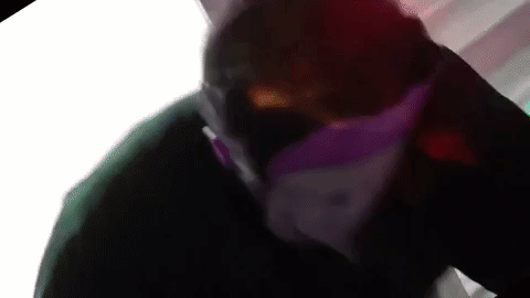 sunbeary GIF