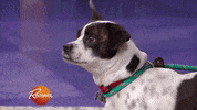 hungry dog GIF by Rachael Ray Show