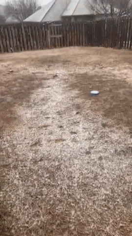 Excited Dog Gets Zoomies as Snow Falls in Norman
