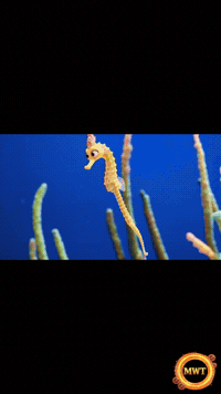 3Danimation GIF