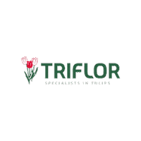 Triflor tulips tulpen tulp triflor Sticker