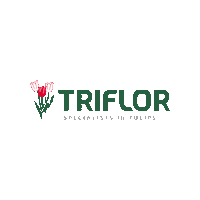 Tulip Sticker by Triflor