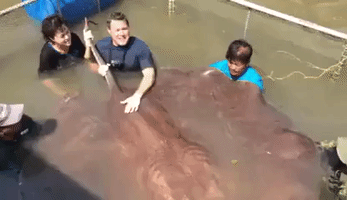 800-Pound Giant Stingray Caught in Thailand