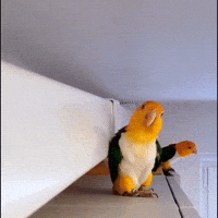 Bird Coming GIF