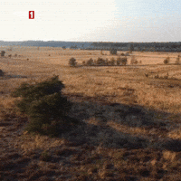 Weed Tree GIF by TRT